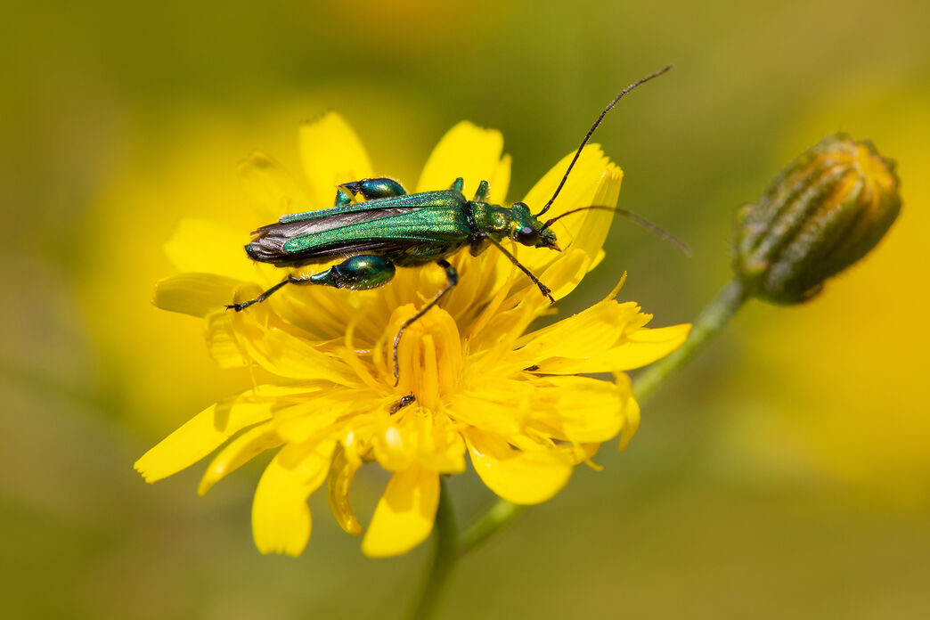 Identify Beetles The Wildlife Trusts identify-beetles-the-wildlife-trusts